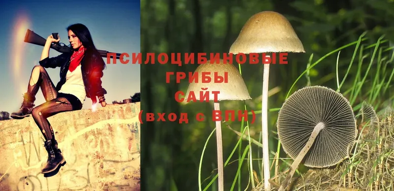 продажа наркотиков  hydra сайт  Псилоцибиновые грибы Cubensis  Ахтубинск 